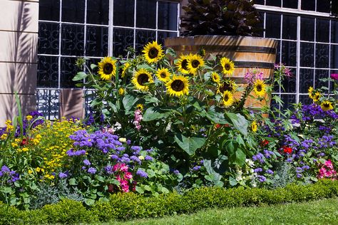 Plants For South Facing Gardens – Growing Gardens That Face South Growing Sunflowers, Planting Sunflowers, South Facing Garden, Hosta Plants, Growing Gardens, Sun Garden, Sunflower Garden, Flower Gardens, Samos