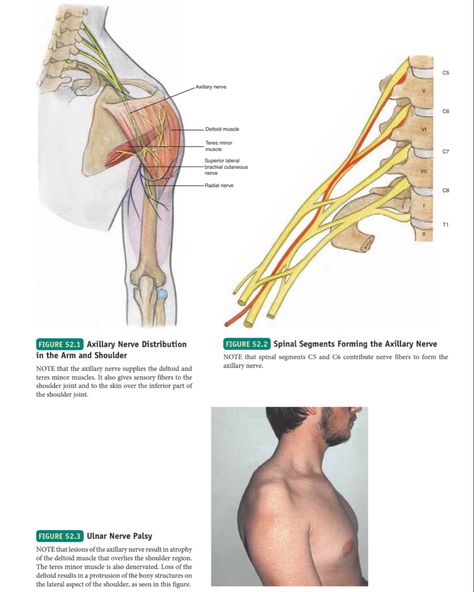 Axillary Nerve, Usmle Step 1, Medical Books, Cranial Nerves, Medical School Essentials, Medical Anatomy, Books Pdf, Chiropractic Care, Medical Knowledge