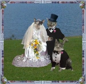 Cat At Wedding, Incorporating Cats In Wedding, Cats In Weddings, How To Involve Cat In Wedding, Cats Getting Married, Cat Behaviour, Animal Behaviorist, Cat Wedding, Alley Cat