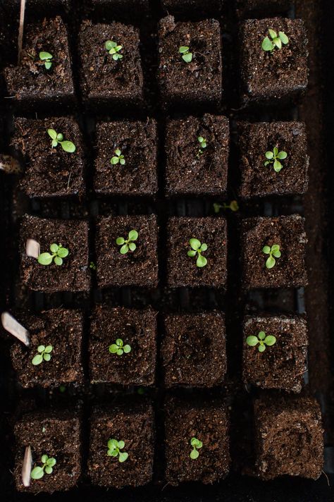 Close-up of a tray with soil blocks, each sprouting small green seedlings. When To Start Seeds Indoors, When To Start Seeds, Soil Blocking, Soil Blocks, Start Seeds Indoors, Seed Starting Soil, Plant Hardiness Zone Map, Planting Calendar, Starting Seeds Indoors