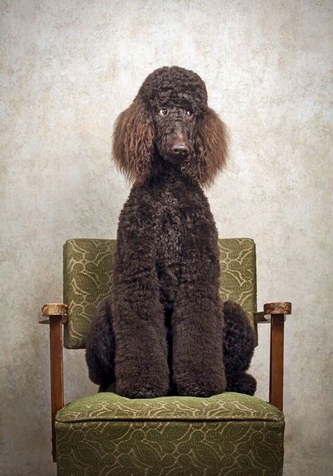 Standard Poodle Anjing Poodle, Brown Poodle, Poodle Cuts, Puppy Obedience Training, Positive Dog Training, Poodle Grooming, Easiest Dogs To Train, Good Dog, Pet Breeds