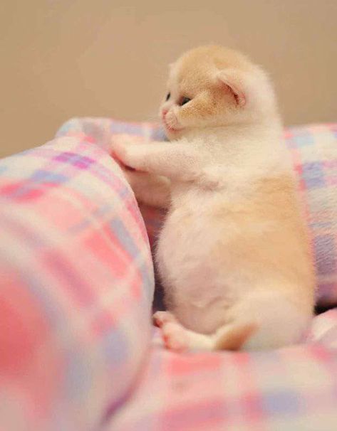 Fat cute kitten Fat Kitten, Cute Little Kittens, Cute Kitten, Baby Kittens, Silly Animals, Little Kittens, Fat Cats, Funny Cute Cats