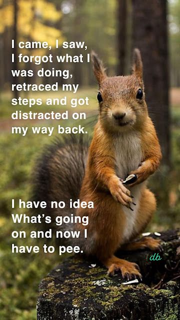 Executive Dysfunction, I Have To Pee, Daily Humor, Miracle Mile, Squirrel Funny, Cat Humor, Humor Inappropriate, Funny Animal Quotes, A Squirrel