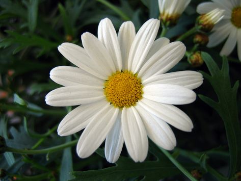 In the poem  “To the Daisy (‘With Little Here’) Wordsworth is discussing the greater significance the daisy is to man kind then the material world could ever be. Throughout the poem he is referring… White Flower, White Flowers, Daisy, Yellow, Flowers, Green, White