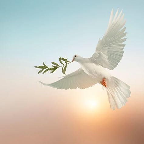 Dove Flying, Dove Images, Dove Pictures, Church Backgrounds, Bird Flying, Pictures Of Christ, How To Be Graceful, Jesus Christ Art, Prophetic Art