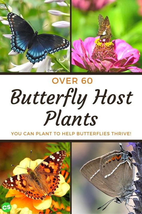 Plants For Butterflies, Butterfly Garden Plants, Garden Hacks Diy, Flying Flowers, Plants To Grow, Outdoor Flowers, Attract Butterflies, Grow Your Own Food, Bird Garden