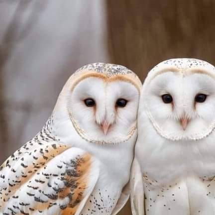 Maria A. Tucker on Instagram: "Barn couple....  ••••••••••••••••••••••••••••••••••••  ♦️ @owl_world_ig ♦️ Featuring Amazing owls Pictures And Videos  ♦️ Follow @owl_world_ig ♦️ ♦️ Follow @owl_world_ig ♦️ ♦️ Follow @owl_world_ig ♦️ ♦️ Follow @owl_world_ig ♦️  Tag Your Friend Who Would Love To See This🙏👆👆  •••••••••••••••••••••••••••••••••••• • • ☑️P͎l͎e͎a͎s͎e͎ ͎💖l͎i͎k͎e͎,͎ ͎👍c͎o͎m͎m͎e͎n͎t͎ ͎👉a͎n͎d͎ ͎👊s͎h͎a͎r͎e • • Credit: @ • • #owl #owls #owlsofinstagram #owltattoo #owllover #owlstagram #owllove #owlart #owllovers #owlcrate #owlcity #owlhouse #birdlovers #greathornedowl #snowyowl #barredowl #iloveowls #birdloversofinstagram #eagleowl #birdloversdaily #babyowl #cuteowl #onlyowls #owlbynd #owl_lovers" Owls Pictures, Awesome Owls, Owl Pictures, Owl Lovers, Baby Owls, Design Your Dream House, Barn Owl, Owl House, Funny Things