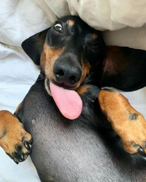 Weiner Dog Puppies, Weiner Dog Humor, Sausage Dog Puppy, Elderly Dogs, Goofy Dog, Dog Business, Sick Dog, Cute Animals Puppies, Very Cute Dogs