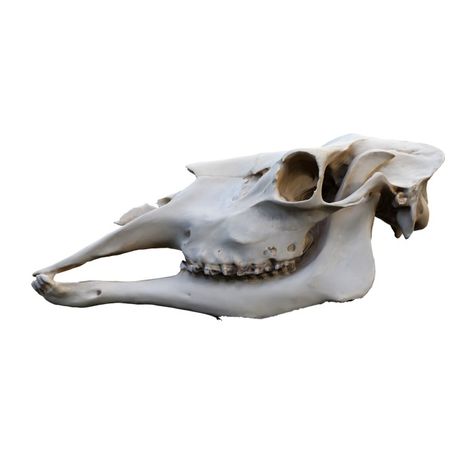 Moose skull 3D models download,and view in VisionPro, Meta Quest - Freecreat Moose Skull, Herbivorous Animals, Moose Deer, Shark Hat, Animal Anatomy, Stone Chimney, Bull Moose, Animal Skeletons, Vulture Culture