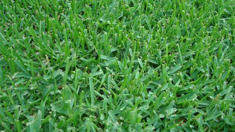 Lawn Care: Thatch in St. Augustine Grass Lawn Grass Types, St Augustine Grass, Lawn Food, Best Lawn Mower, Bermuda Grass, Types Of Grass, Grass Type, Grasses Garden, Plant Diseases