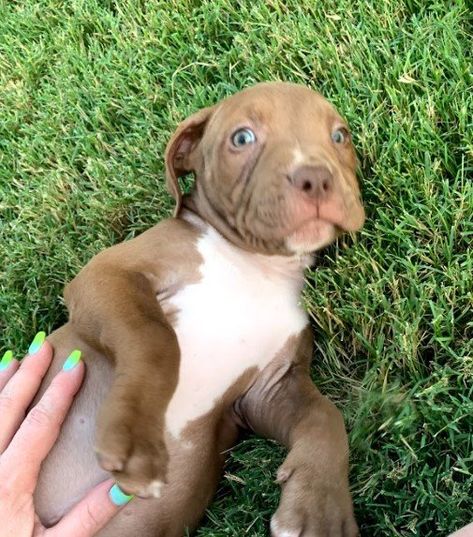 Pitbull Puppy for sale in DFW TX Caribou Lou, Blue Nose Pitbull Puppies, Pittsburg Pa, Pit Bull Puppy, Pitbull Puppies For Sale, Blue Nose Pitbull, Pitbull Puppy, Pitbull Puppies, Puppy For Sale