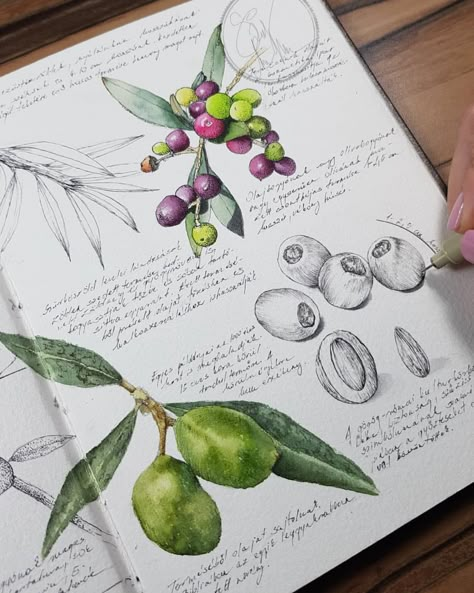 Botanical Sketchbook, Nature Sketch, Sketchbook Art Journal, Watercolor Sketchbook, Art Pastel, Nature Drawing, Botanical Painting, Scientific Illustration, Botanical Drawings