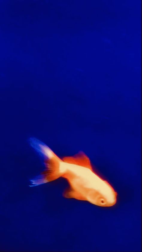 Blue Funky Wallpaper, Watchface Aesthetic, Fish Lockscreen, Warning Aesthetic, Aesthetic Ios 16 Wallpaper, Goldfish Aesthetic, Cool Phone Backgrounds, Fish Wallpaper Iphone, Goldfish Wallpaper