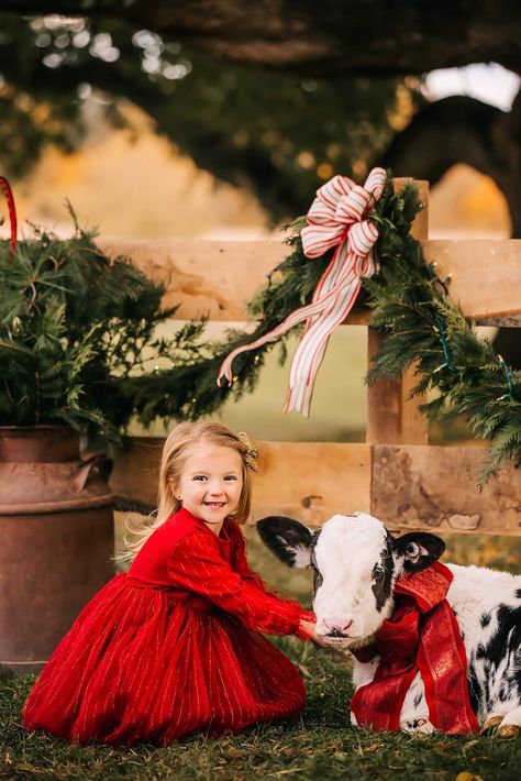 Country Christmas Pictures Family, Cow Christmas Photoshoot, Highland Cow Christmas Photoshoot, Christmas Tree Farm Baby Pictures, Christmas On The Farm Pictures, Christmas Tractor Photo Shoot, Outdoor Christmas Photoshoot Ideas Mini Sessions, Highland Cow Photoshoot, Barn Christmas Photoshoot