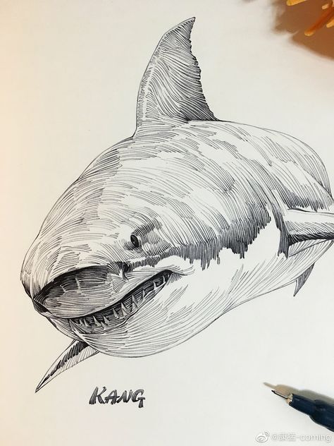 Shark Ink Drawing, Shark Pencil Drawing, Shark Pen Drawing, Sea Animals Drawing Realistic, Animal Ink Drawing, Shark Sketch Drawing, Drawings Of Sharks, Animal Art Reference, Art Sketches Animals