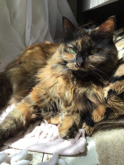 Long Hair Tortoise Shell Cat, Cats Tortoise Shell, Tortoise Shell Cat Aesthetic, Turtle Shell Cat, Tortishell Cat Aesthetic, Tortoise Cats, Tortoiseshell Cats, Tortie Cats, Tortoiseshell Cat