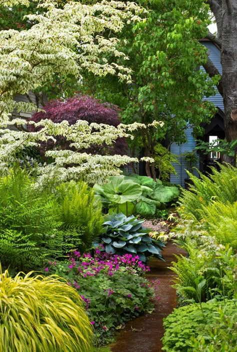 As he does for his Ballard shop, Curtis Steiner curates the uncommon for his own garden | The Seattle Times Pacific Northwest Landscape Ideas, Plants Over Septic Field, Modern English Garden Design, Pacific Northwest Shade Garden, Shade Garden Path, Low Maintenance Shade Garden, Pacific Northwest Landscaping, Idaho Garden, Pnw Garden