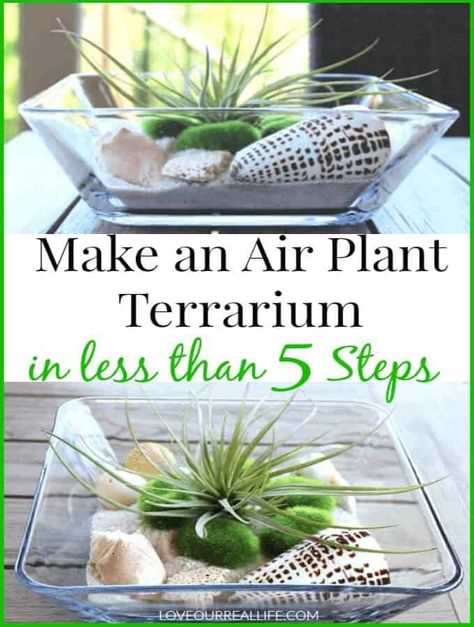 Terrarium Easy, Airplant Terrarium, Types Of Air Plants, Air Plants Diy, Air Plant Garden, Plant Display Ideas, Air Plants Decor, Air Plants Care, Plant Terrarium