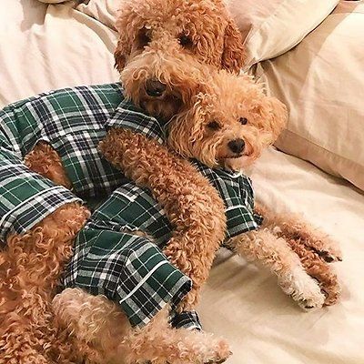 Fab Dog Plaid Dog Pajamas, Green, Back Length 20-in - Chewy.com Netflix Popcorn, Sleeping Wear, Plaid Pjs, Flannel Pjs, Shark Toy, Green Flannel, Cuddle Buddy, Dog Pajamas, Plaid Pajamas