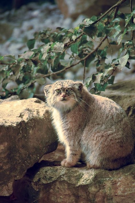 Pallas Cat Wallpaper, Manul Cat, Pallas Cat, Small Wild Cats, Pallas's Cat, Cat Species, Albino Animals, Wild Tiger, Wallpaper Download