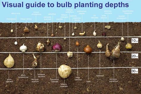 Bulb placement Bulb Layering, Bulb Garden, Bulb Planting, Growing Bulbs, Allotment Gardening, Garden Bulbs, Veg Garden, Home Vegetable Garden, Food Garden