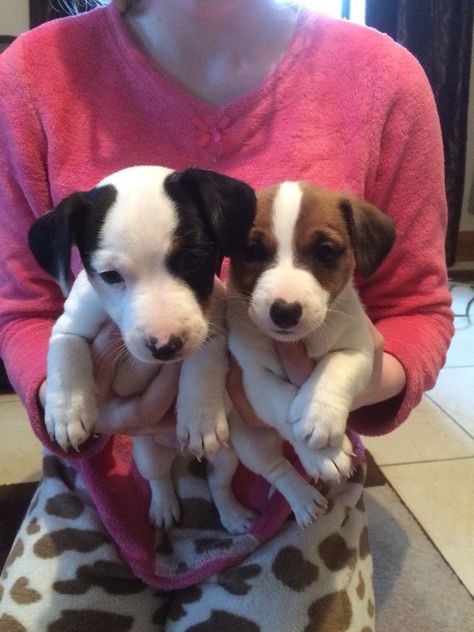 Jack Russell Terrier Puppies For Sale | Seattle, WA Black Jack Russell Terrier, Black Jack Russell, Jack Russell Chihuahua Mix, Jack Russell Terrier Puppies, Jack Russell Puppies, Miniature Australian Shepherd, Mini Aussie, Terrier Breeds, Vizsla Puppies