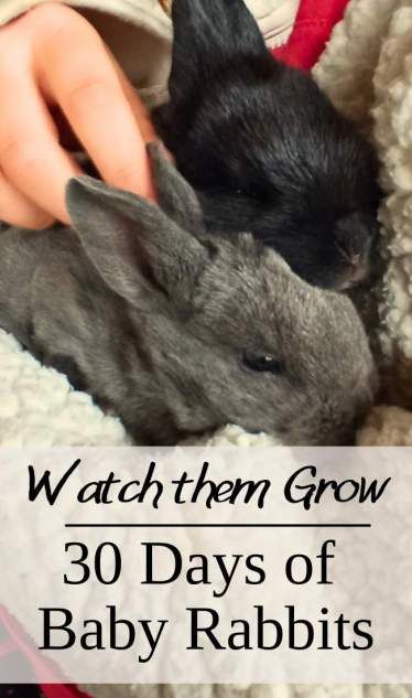 Wild Baby Rabbits, Raising Meat Rabbits, How Much Formula, Raising Rabbits For Meat, Rabbit Pen, Baby Rabbits, Bunny Garden, Meat Rabbits, Raising Rabbits