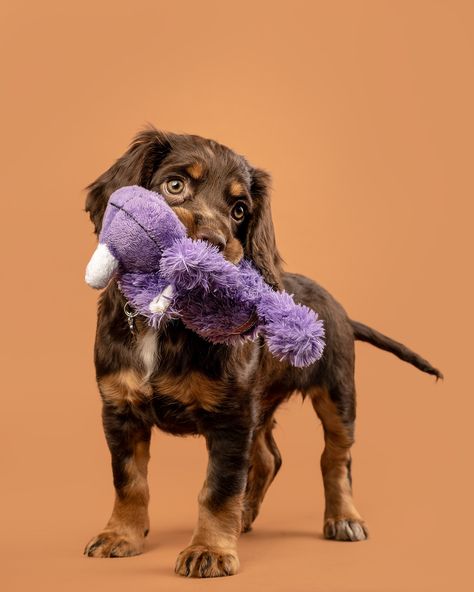 Pet Photography Poses, Dog Photoshoot Pet Photography, Scottish Dog, Cocker Dog, Pet Photography Studio, Pet Remedies, Cocker Spaniel Puppy, Animal Photoshoot, Puppy Photography