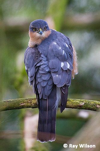 Eurasian Sparrowhawk, Sparrowhawk, Starling, Song Bird, Present Day, Birds, Animals, Nature