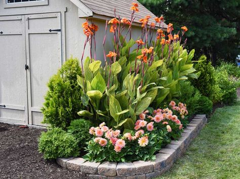 Canna Lilies Landscaping, Canna Flower Bed, Canna Lily Landscaping Front Yard, Canna Lilly Garden Ideas, Cana Lily Landscaping, Flax Lily Landscape Ideas, Canna Lily Landscaping Ideas, Yard Corner Landscaping, Front Yard Corner Landscaping