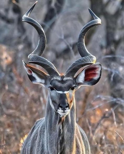 Long Horns, Wild Animals Photography, 강아지 그림, Most Beautiful Animals, Animal Reference, Majestic Animals, Animal References, African Animals, Wildlife Animals