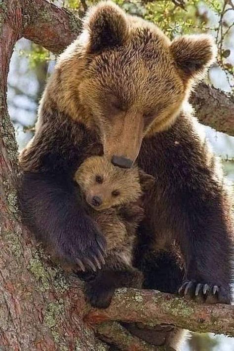 Brown Bears, Bear With Me, A Mother's Love, Mother's Love, Polar Bears, Animal Pics, Sweet Animals, Animal Planet, Animal Photo