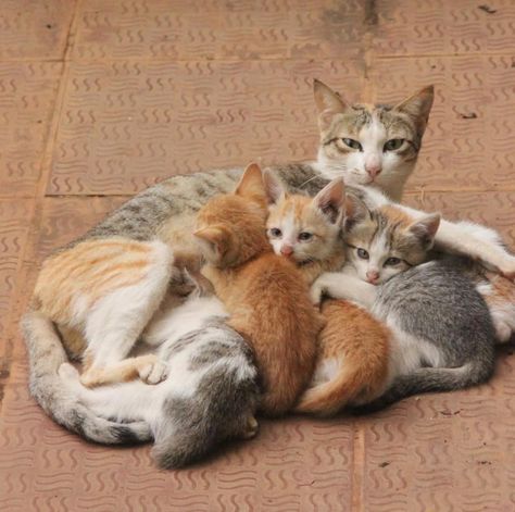 Mama cat with her five kittens Mother Cat And Kittens, Mother Cat, Cute Cats Photos, Mama Cat, Third Baby, Gorgeous Cats, Warrior Cat, Digital Art Girl, Warrior Cats