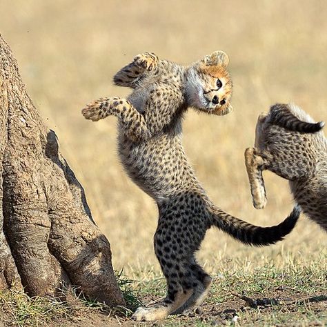 Cheetah Pictures, Cheetah Cubs, Baby Cheetahs, Il Re Leone, Exotic Cats, Pretty Animals, Cheetahs, Beautiful Cats, Cute Funny Animals