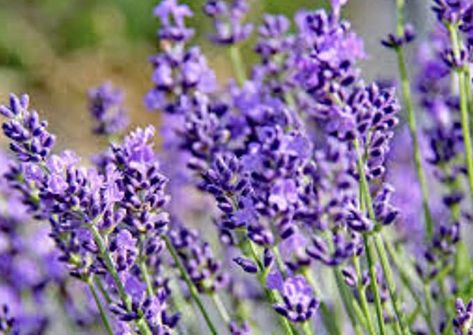 Amazon.com : 4 Phenomenal Lavender Plants in 4 Inch Pots : Patio, Lawn & Garden Phenomenal Lavender, Growing Lavender Indoors, Lavender Seeds, Growing Lavender, Mediterranean Plants, Plant Tags, Lavender Plant, Bulb Flowers, Garden Structures