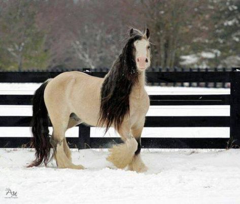 Regnul Animal, Majestic Horse, Horses And Dogs, All The Pretty Horses, Horse Crazy, Clydesdale, Draft Horses, Cute Horses, Pretty Horses