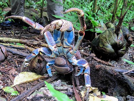 Island Conservation The Coconut Crab: A Force of Nature - Island Conservation Coconut Crab, Elephant Photography, Giant Tortoise, Force Of Nature, Migratory Birds, Indian Elephant, Hermit Crab, Crustaceans, Celebrity Design