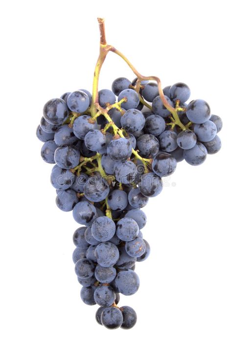 Pinot Noir Grapes. A real Pinot Noir grape cluster picked fresh (with permission , #Sponsored, #real, #grape, #cluster, #Pinot, #Noir #ad Homemade Wine From Grapes, Wine From Grapes, Grapes And Cheese, Pinot Noir Grapes, Homemade Wine, Red Wines, Grape Bunch, Pinot Noir, Grape Vines