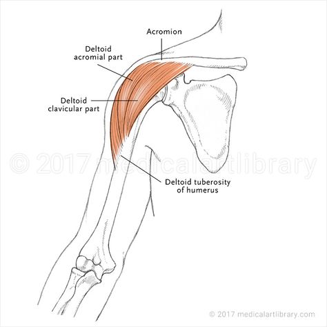 deltoid muscle Deltoid Muscle, Muscular System Anatomy, Patient Assessment, Arm Anatomy, Anatomy Medical, Upper Back Muscles, Muscular System, Nerve Pain Relief, Muscle Anatomy