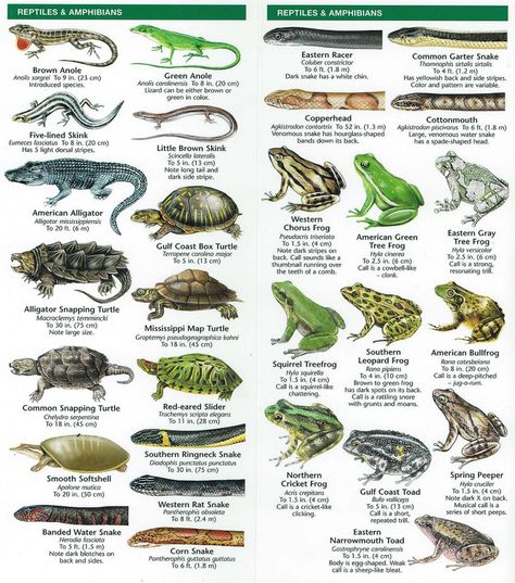 Species Identification – Woodlands Conservancy Reptile Facts, Cute Turtle Drawings, Animal Identification, Sea Turtle Drawing, Wildlife Biology, Florida Wildlife, Nature Hunt, Montessori Science, Bird Identification