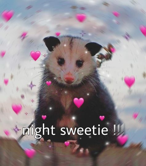 possum opossum goodnight wholesome reaction pic cute I Go Sleep Now Reaction Pic, Im Awake Reaction Pic, Cute Wholesome Reaction Pics, Ur Cute Wholesome, Goodnight Pookie Bear Funny, Good Night Reaction Pic Cute, Silly Good Night, Goodnight Mood Pics, Goodnight Raccoon