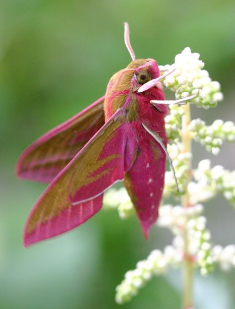 Elephant Hawk-moth - Deilephila elpenor | NatureSpot Colorful Moths, Insect Taxidermy, Moth Caterpillar, Cool Bugs, Hawk Moth, Beautiful Bugs, Butterfly Pictures, Arthropods, Airbrush Art