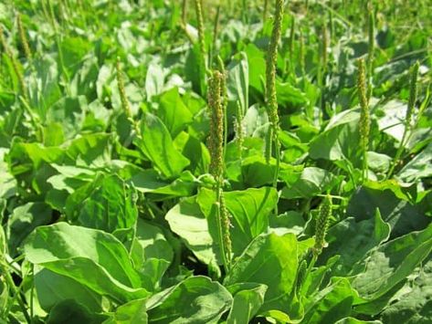 Botanical Name: Plantago major. Other Common Names: Geater or common plantain, broadleaf plantain, rippleseed plantain, wagbread, white man's foot, plantain majeur (French), groblad (Swedish), Wegerich (German), græðisúra (Icelandic), piharatamo (Finnish). Habitat: Plantain is originally native to Europe and temperate parts of Asia. The plant has now become naturalized in all temperate regions of the world. Description: Plantain is a low growing perennial plant belonging to the Plantaginaceae or Common Plantain, Plantain Herb, Plantago Major, Bushcraft Essentials, Survival Foods, Cash Crop, Medicinal Herb, Herbs For Health, Herb Pots