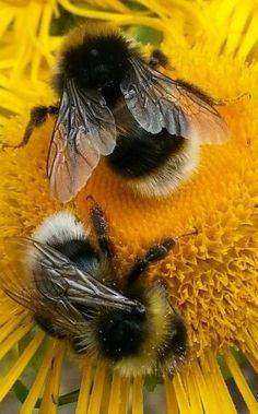 Bee's Knees, Bee Garden, Bumble Bees, Busy Bees, Bee Art, Honey Bees, Bees Knees, Save The Bees, Bee Happy