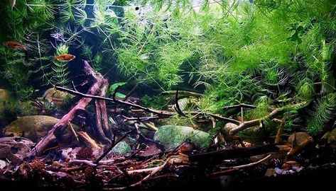 Hornwort, an amazing aquatic plant that’s both easy to grow and a fantastic addition to your underwater haven. If you’ve ever wondered how to keep your Hornwort thriving, you’ve come to the right place. Hydroelectric Power, Aquatic Plant, Floating Plants, Hiding Spots, Small Tank, Invasive Species, Liquid Fertilizer, Tank Design, Aquarium Fish Tank