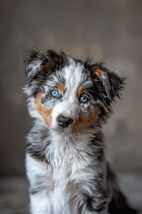 Australian Shepherd Blue Merle Puppy, Australian Shepherd With Blue Eyes, Blue Merle Australian Shepherd Puppy, Blue Merle Australian Shepherd, Tiny Baby Animals, Puppies With Blue Eyes, Blue Merle Aussie, Merle Australian Shepherd, Chasing Butterflies