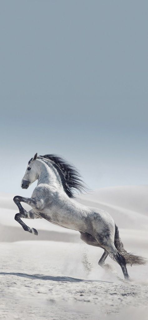 Black And White Wallpaper Iphone, Horsey Life, Xiaomi Wallpapers, Beautiful Arabian Horses, Horse Wallpaper, Horse Aesthetic, Horse Tattoo, Face Pictures, Running Horses