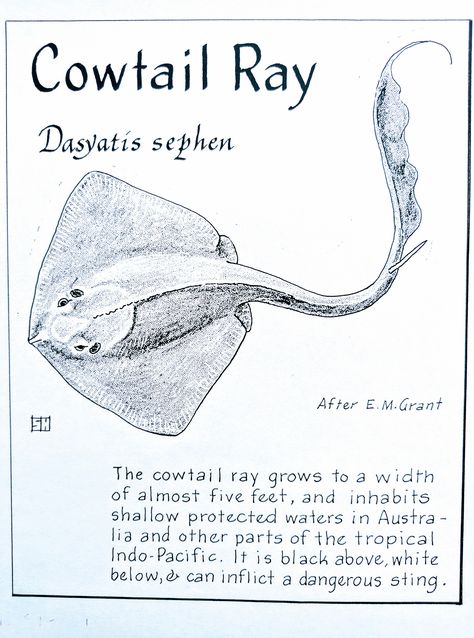 Stingray Anatomy, Manta Ray Anatomy, Stingray Facts, Spotted Eagle Ray Drawing, Anatomy Of A Stingray, Sting Ray Skeleton, Biology Drawing, Marine Poster, Oceanography Marine Biology