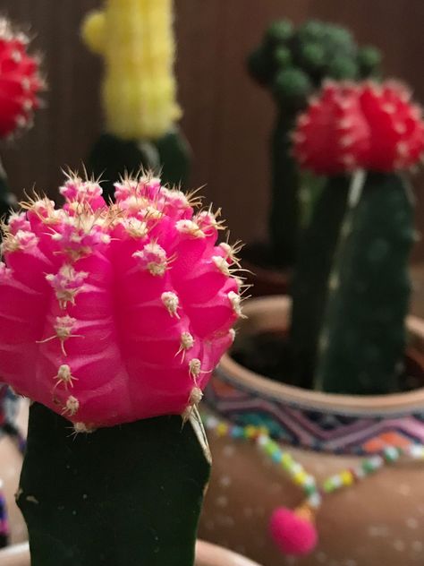 All You Need to Know about Growing Moon Cacti !(Ruby Ball Cacti) Flower Cactus, Cactus Care, Flower Moon, Moon Flower, Yellow Leaves, Water Lighting, Cactus And Succulents, Fertility, House Plants