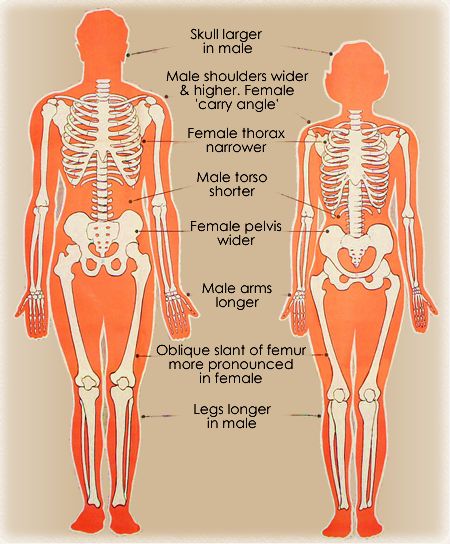 Male Anatomy Guidelines, Female Skeleton Reference, Sketch Guidelines, Simplified Anatomy, Skeleton Reference, Human Anatomy Female, Skeleton Muscles, Male Skeleton, Human Skeleton Anatomy